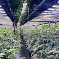 720W Foldable Grow Lights For Hemp Tomatoes