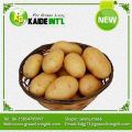 2016 80-150g kentang harga pabrik