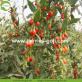 Kilang Borong Super Food Nutrition Ningxia Goji Berries