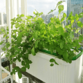 lndoor Automatic hydroponics for plant