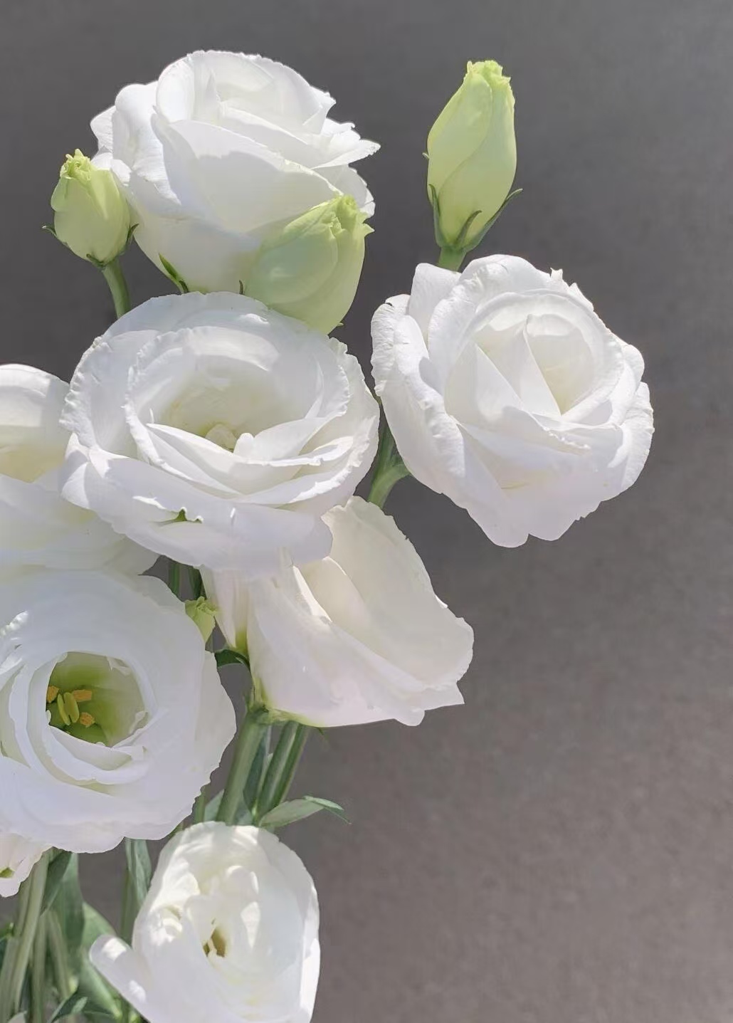 White Lisianthus/Eustoma