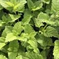 Lemon balm extract powder