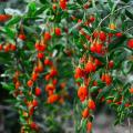 Fresh Goji Berry organic