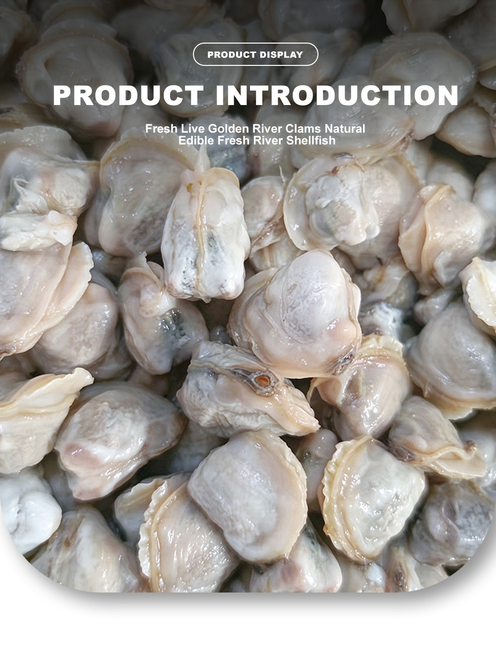 Freshwater Mussel Meat-x