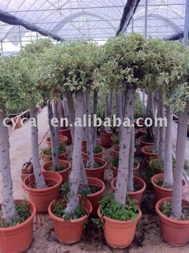 Ficus benjamina variegata