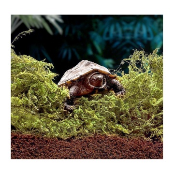 Wholesale Natural Lichen and Dried Moss for Potted Plants and Reptile Habitats