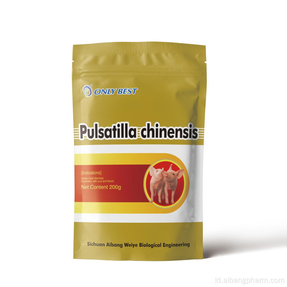 Pulsatilla chinensis alami dari obat unggas pertanian