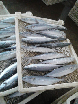 Spanish Mackerel Price