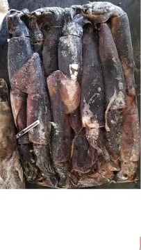 Frozen Giant Dosidicus Gigas Squid 500-1000g