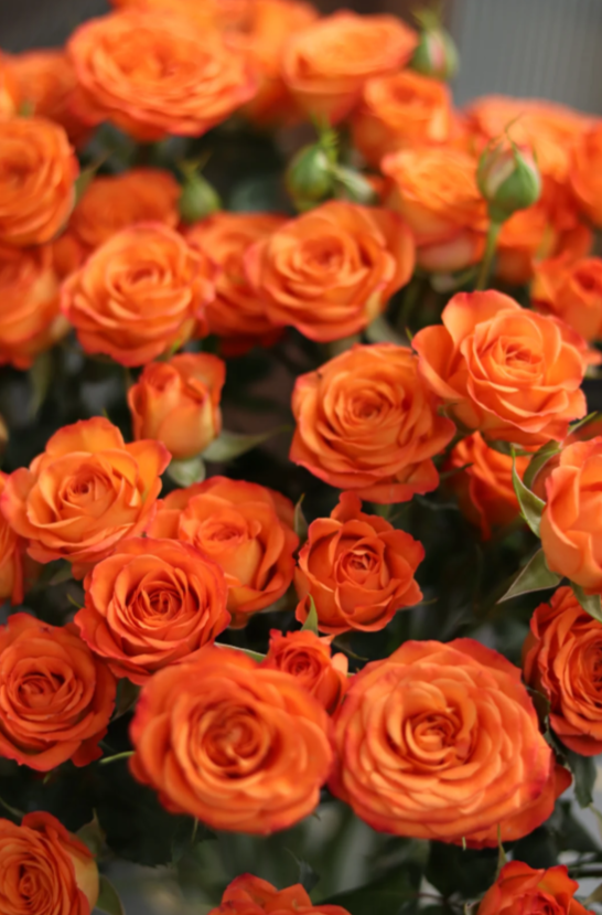 Orange Barbie Rose