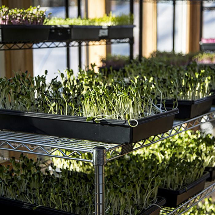 Hydroponic Microgreens Seed Trays with Drain Holes