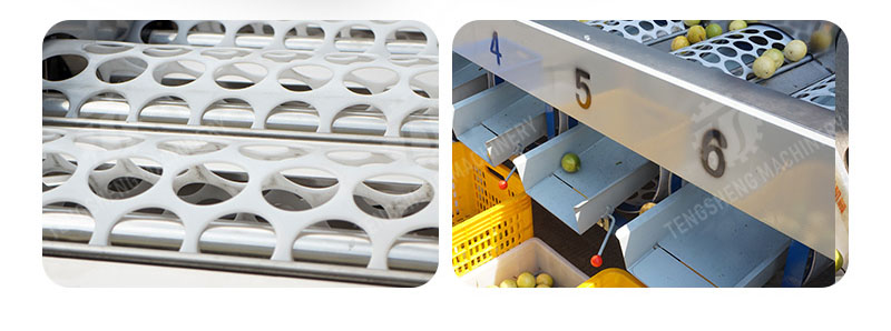 fruit sorting machine