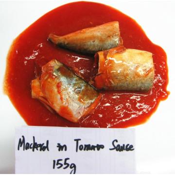 Konservierte pazifische Makrele in Tomatensauce