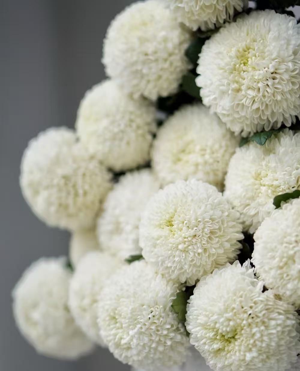 Standard white chrysanthemum Ping-pong