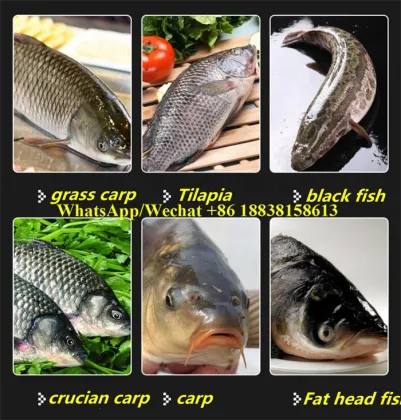 Industrial Fish Washer: Silver Carp and Snakehead Fish Scale Remover Machine