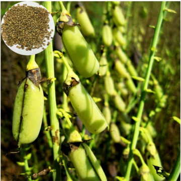 Bulk Factory Supply Crotalaria Mucronata Seeds