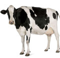 Suplemento alimentar de enzimas de vaca leiteira para desempenho de ordenha