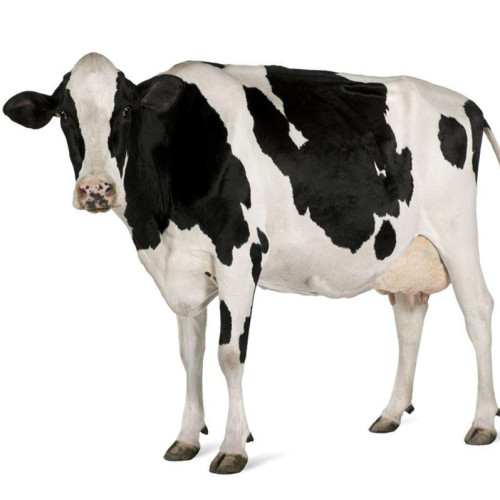 Suplemento alimentar de enzimas de vaca leiteira para desempenho de ordenha