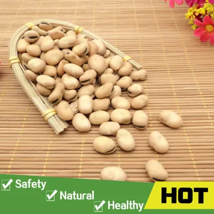 Good price green broad beans of good quality