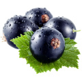 Antioxidantisches schwarzes Johannisbeerenxtraktpulver Anthocyanin