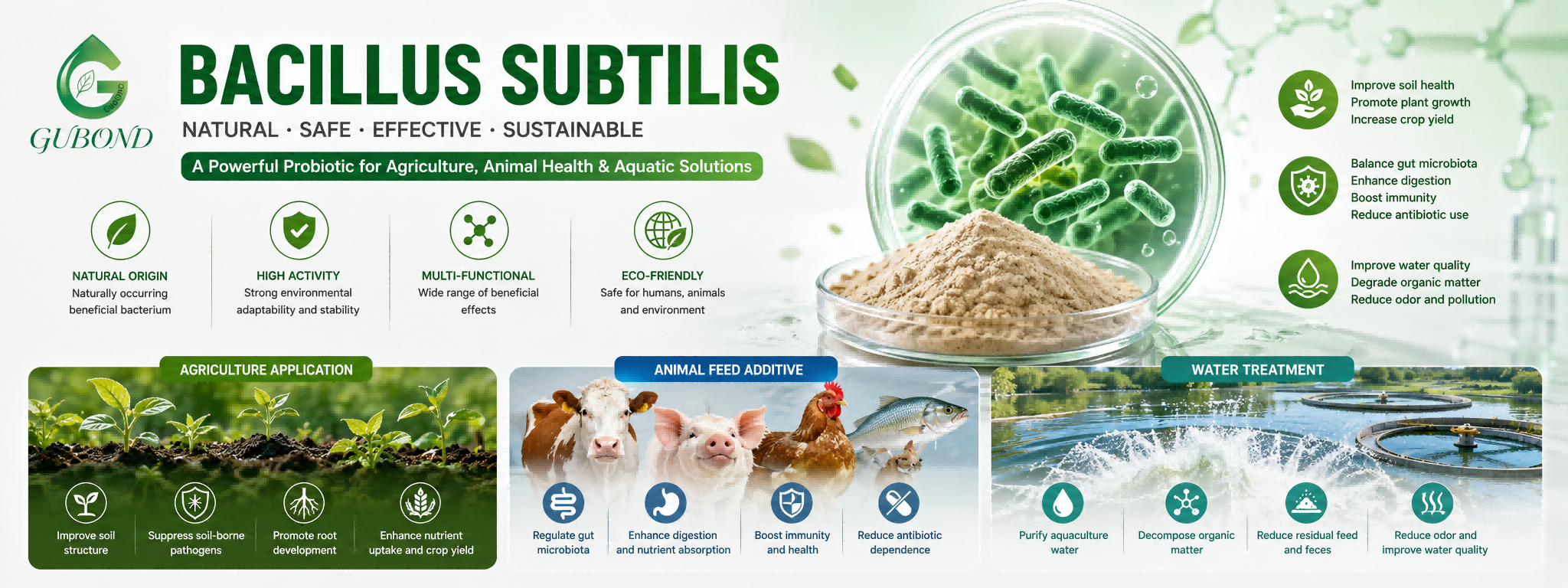 Bacillus subtilis (2)