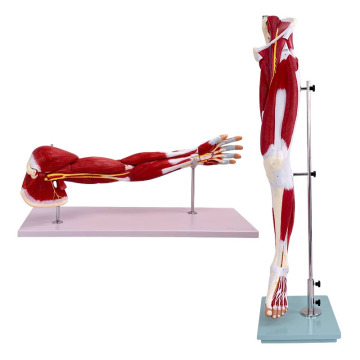 2025 New KRC Plastic Human Leg Muscles Anatomical Model