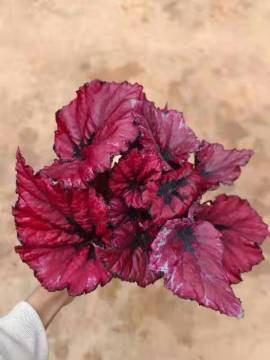 begonia 10 in lower price