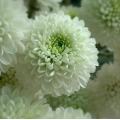 লণ্ঠন স্প্রে সাদা chrysanthemum