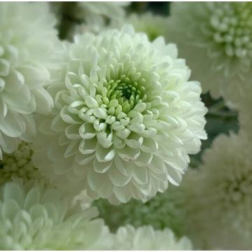 লণ্ঠন স্প্রে সাদা chrysanthemum