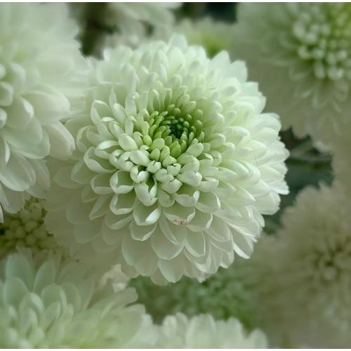 লণ্ঠন স্প্রে সাদা chrysanthemum