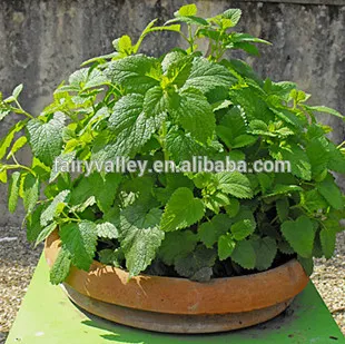 Authentic Lemon Balm seeds Melissa Officinalis seeds for planting and sale