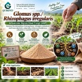 ريزوفاغوس غير النظامية و Glomus spp. ملقحات الميكوريزا لإدارة الجذور والتربة