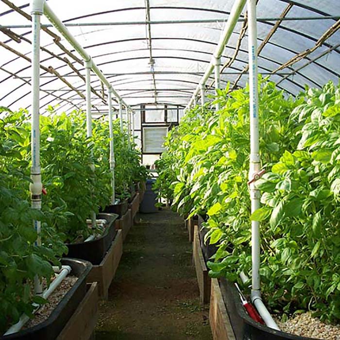 Long Life Prefabricated Simple Structure Tunnel Greenhouse