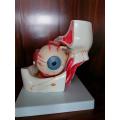 Human Medical Anatomy Enlarged Skin Model Enlarged Eye within the Orbit Model Manufactory