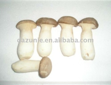 Fresh King Oyster Mushroom