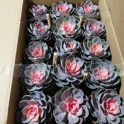 Succulent Echeveria with good price Factory