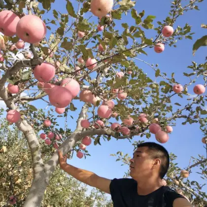 Yantai Produced Red Fuji Apple