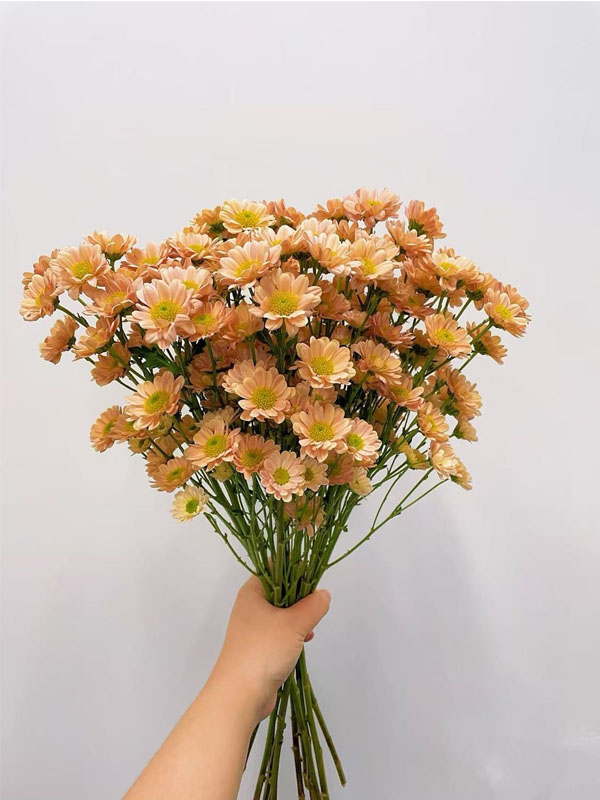 Champagne Spray Chrysanthemum1