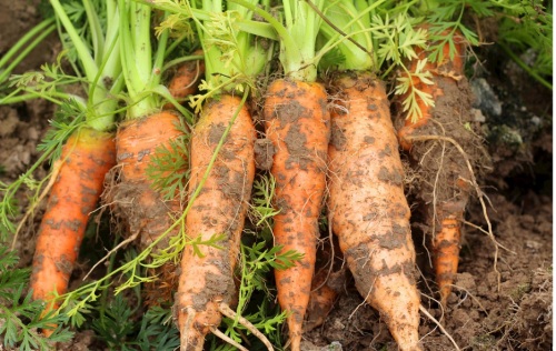 Carottes fraîches de petite taille