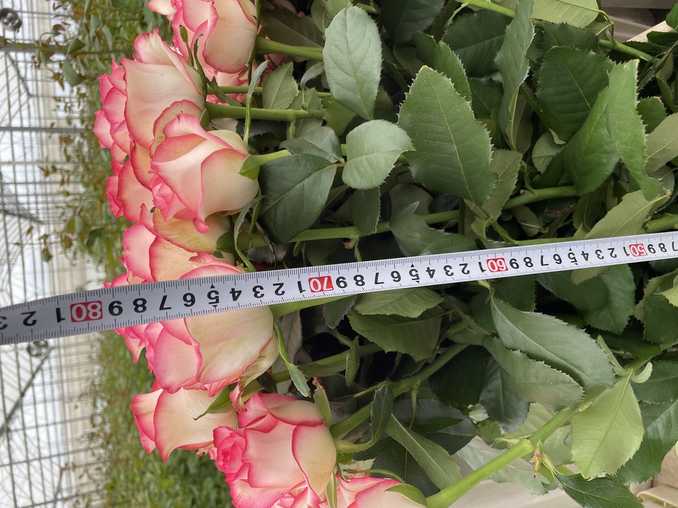 Rose wholesale