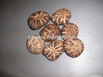 DRIED ORGANIC EDIBLE SHIITAKE MUSHROOM