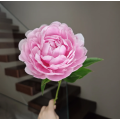রোমান্টিক গোলাপী রাজকুমারী Peony
