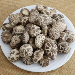 Boutique large mushrooms
