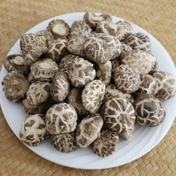 Boutique large mushrooms