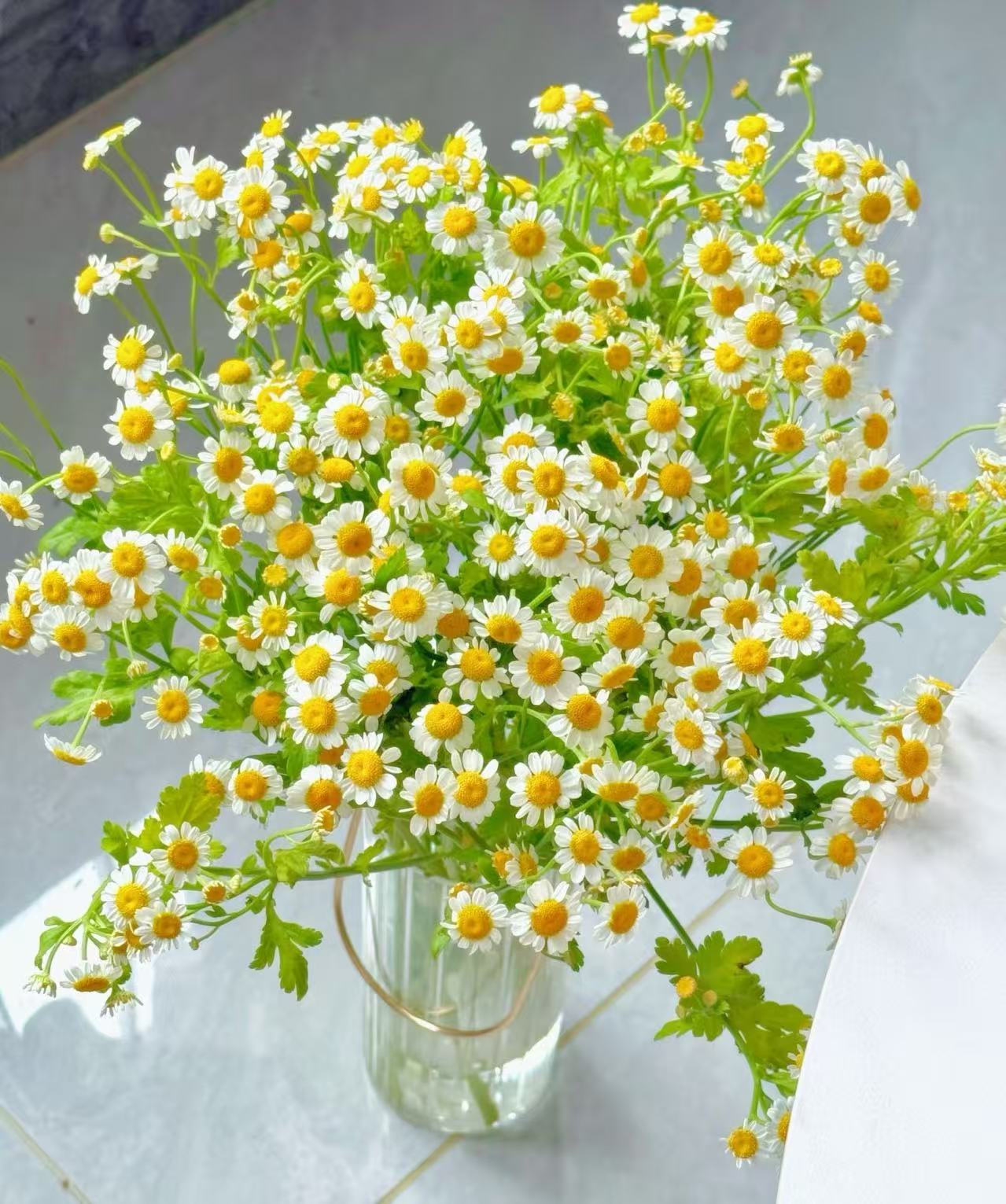 Spray chrysanthemum chamomile