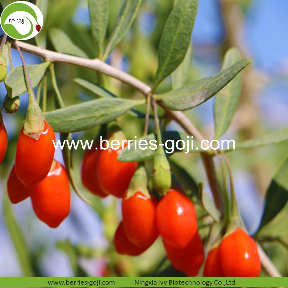 goji berry