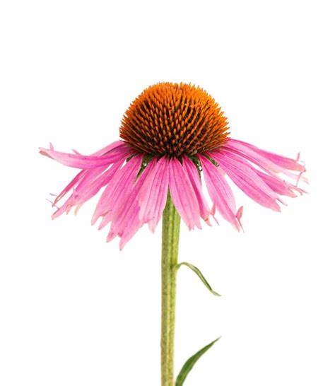 Wholesale Price Echinacea Extract