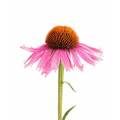 Wholesale Price Echinacea Extract