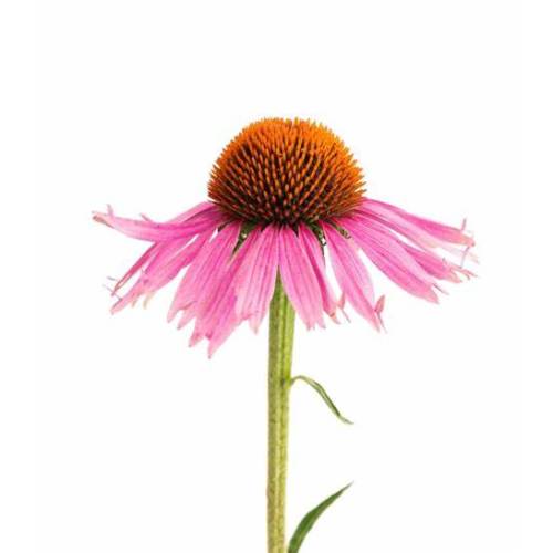 Wholesale Price Echinacea Extract