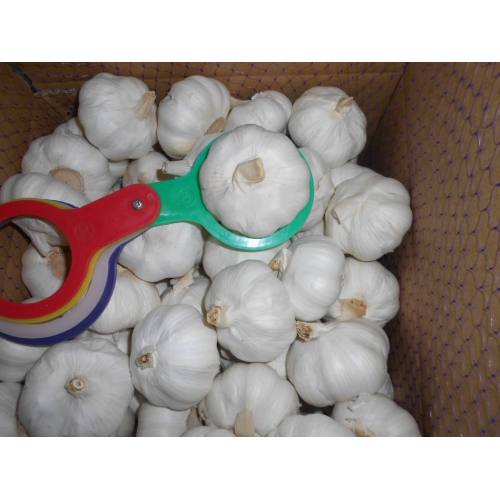 Venta caliente en Market Fresh Pure White Garlic